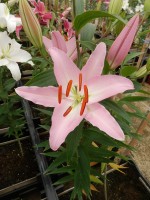 [4323 Sheila TLS VZ No02.JPG]